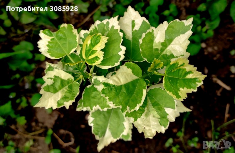 🌿🌿🌿  Дървовиден градински хибискус вариегатен hibiscus variegata 🌿🌿🌿 , снимка 1