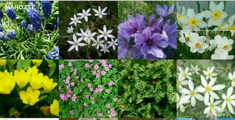 Луковици от 8 вида студоустойчиви цветя - 24 НЕЗАСАДЕНИ ЛУКОВИЦИ В ЕДИН ПАКЕТ / по 3 луковици от 8-т, снимка 1