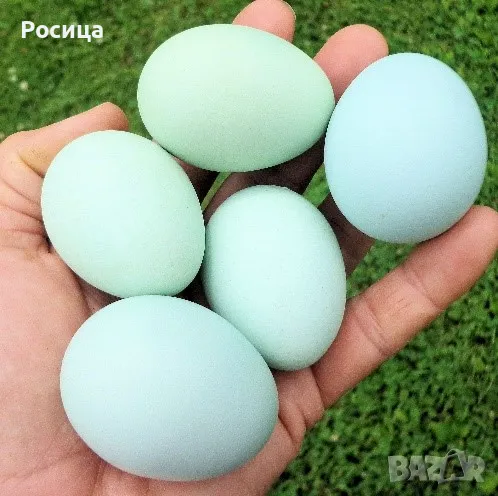 Разплодни яйца от Легбар, снимка 1