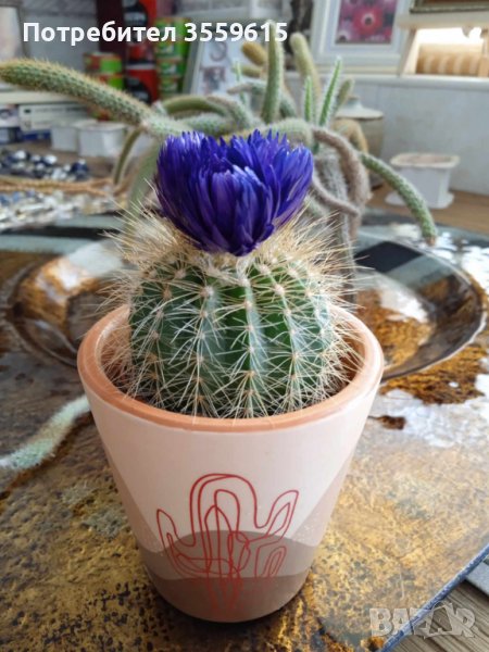 екзотичен кактус в керамична саксия, от Португалия, снимка 1
