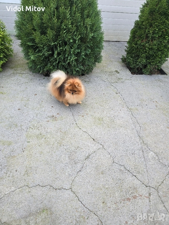 Мини Померан момче , снимка 1