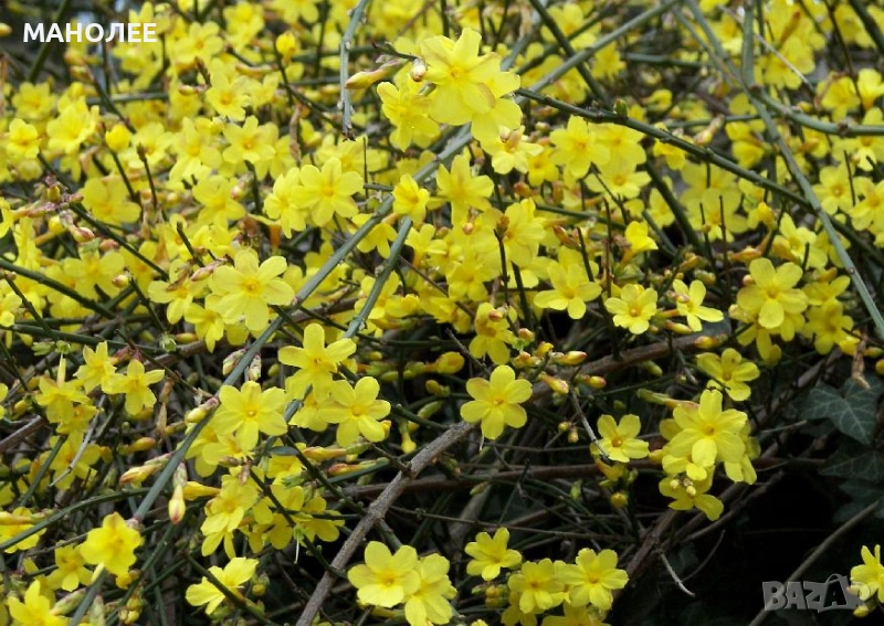 Зимен  жасмин, снимка 1