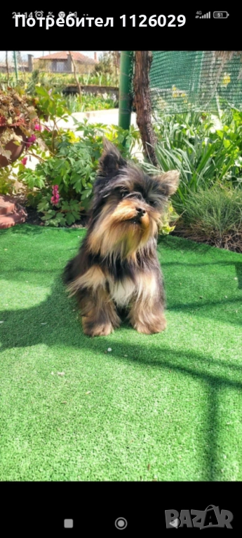Мини йорки на 4 години , снимка 1