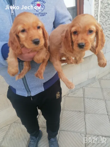 Кокер шпаньол , снимка 1