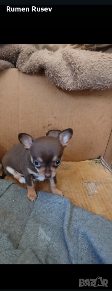 Продавам Чихуахуа женско , снимка 1