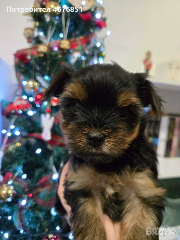 Йоркширски териер -Йорки, снимка 1