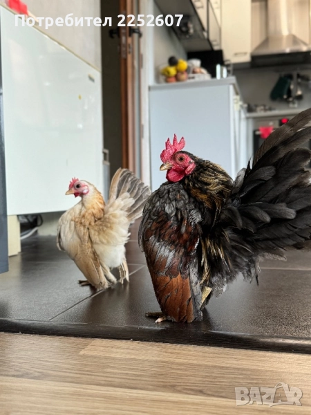 Серама Малайзийска , снимка 1