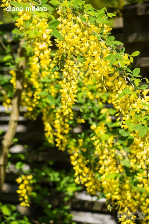 Карагана плачеща, Caragana arborescens pendula, снимка 1