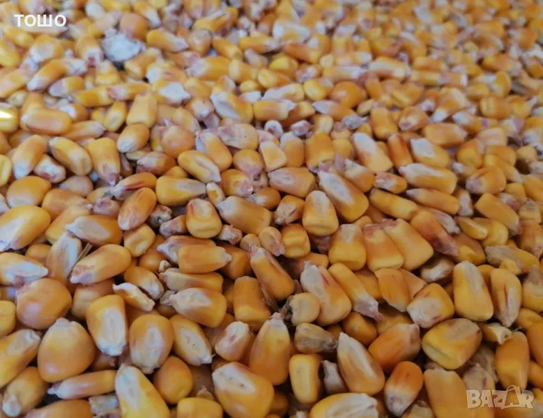 фуражна царевица, бали пшеничена слама и люцерна . , снимка 1