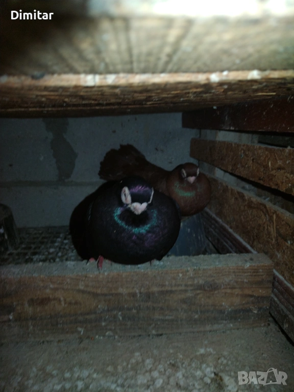 Работна двойка, снимка 1