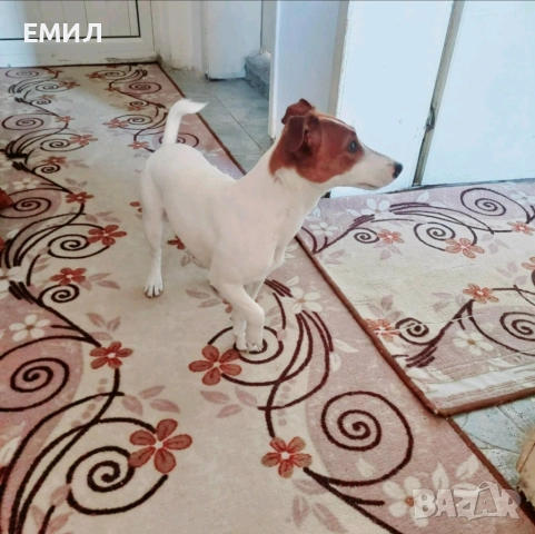Джак ръсел , снимка 5 - Джак ръсел териер - 52965436
