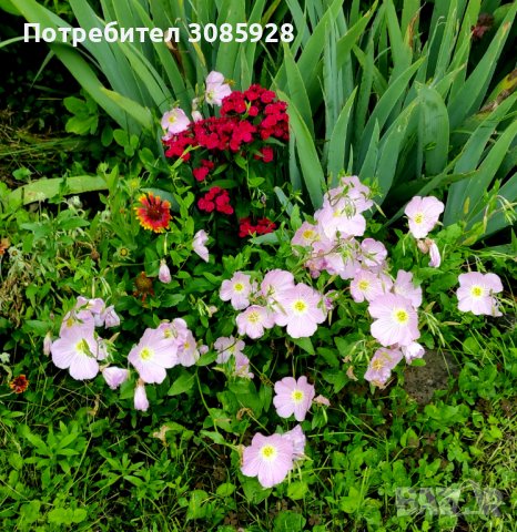 От м. май до ранно лято Oenothera speciosa/ Енотера/ Йонотера -розова, снимка 6 - Градински цветя и растения - 41225175