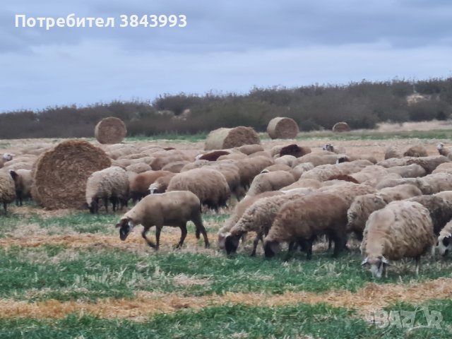 Продавам 300 овце под селекция , снимка 1 - Овце - 42224213