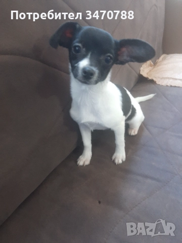 Чихуахуа , снимка 7 - Чихуахуа - 52774225