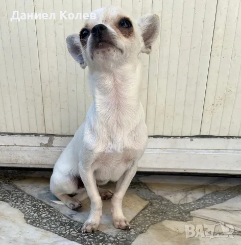 Продавам бяло чихуахуа, снимка 4 - Чихуахуа - 55641661