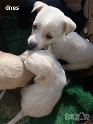 Подарявам кученца