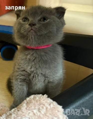 британски котенца, снимка 3 - Британска късокосместа - 53327267