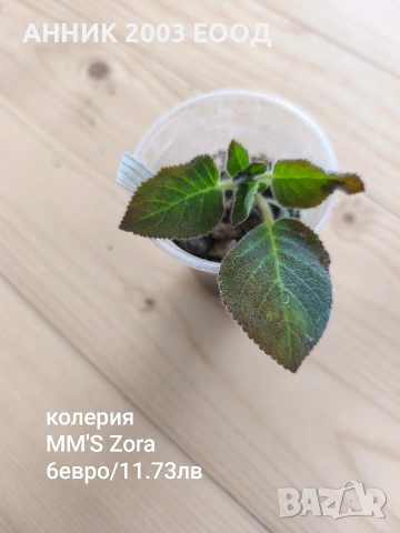 Сортови колерии, снимка 10 - Стайни растения - 53782439