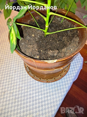 Продавам шефлера, снимка 2 - Стайни растения - 52905633