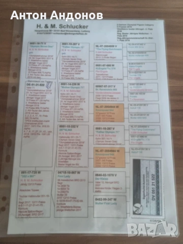 Спортни гълъби, снимка 2 - Гълъби - 53148839