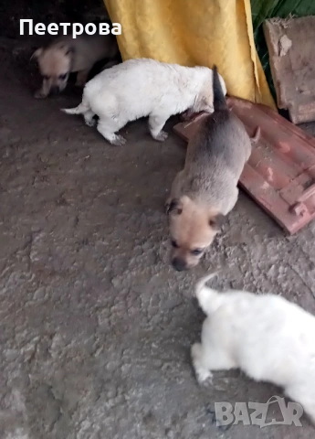 Кученца за подаряване., снимка 6 - Други - 53142979