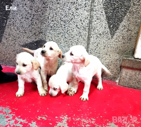 Лабрадор ретривър , снимка 3 - Лабрадор ретривър - 52679713