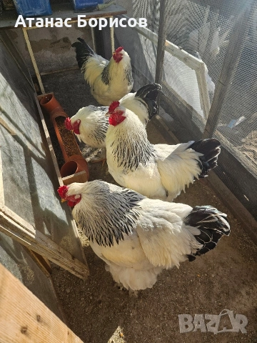 Петли колумбийска брама