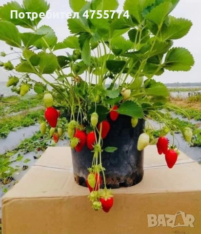 Качествен разсад Ягоди, снимка 8 - Разсади - 53722833