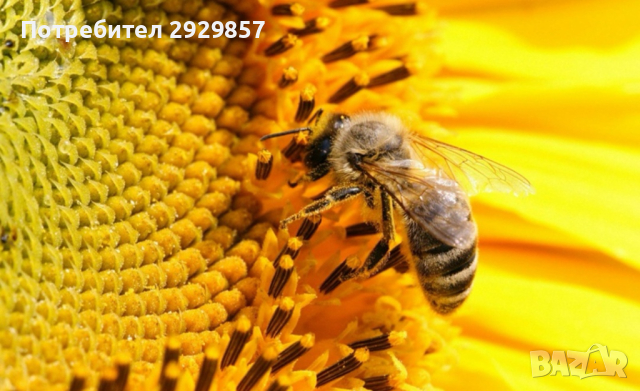 Пчелни отводки и майки