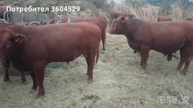 Телета продан.., снимка 3 - Крави - 56226529