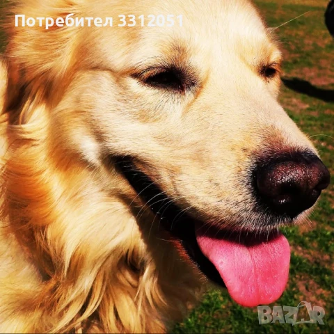 Голдън Ретривър търси Дама., снимка 2 - Търси партньор - 50985823