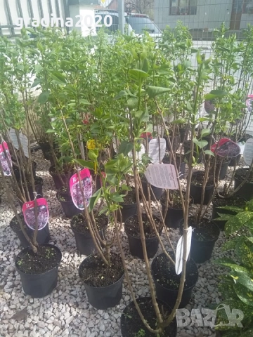 Люляк / Lilac, снимка 5 - Разсади - 51517423