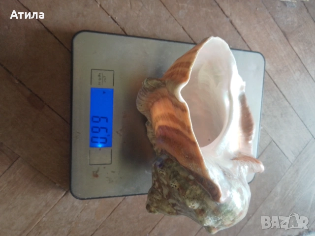 раковина рапан седефен 16/16 см, снимка 5 - Други - 51400055