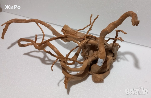 Корен от Азалия /декорация/ 10, снимка 2 - Други - 49874607