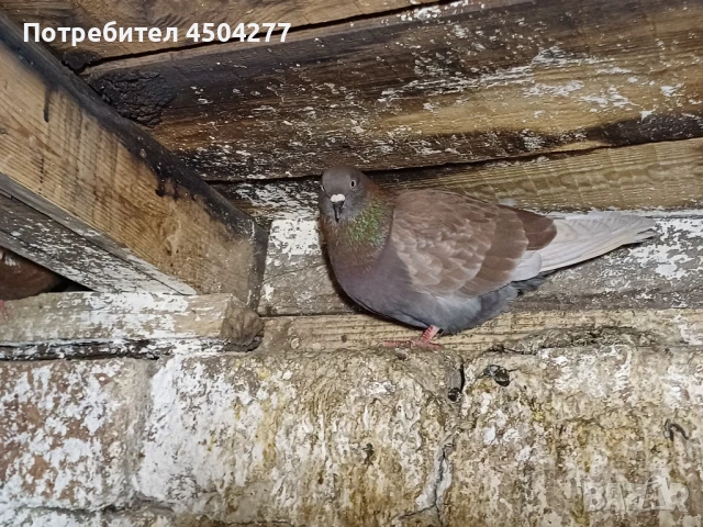 Свободни гълъби, снимка 7 - Гълъби - 50677179