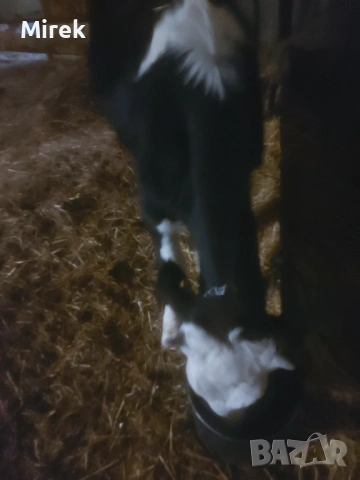 Симентал за продажба, снимка 2 - Крави - 53240954