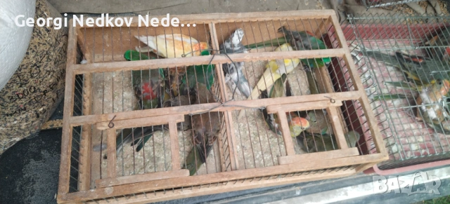 Продавам пойни папагали , снимка 9 - Папагали - 53620175