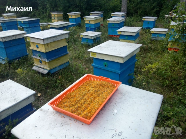 Пчелен прашец