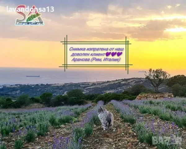 Лавандула-туфи,разсад,саксии…, снимка 8 - Други - 35959231