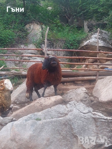 коч кочове овце , снимка 18 - Овце - 53624150