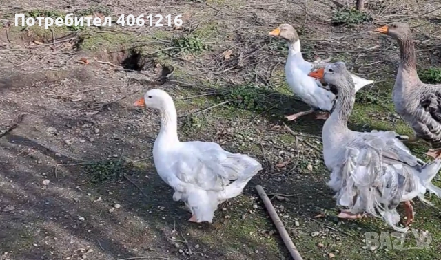 Къдрави гъски 