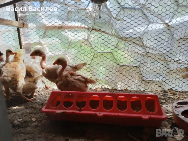 Продавам пилета , снимка 6 - Кокошки и пуйки - 49970642