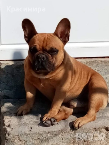 Женско френско булдоче, снимка 8 - Френски булдог - 53755896