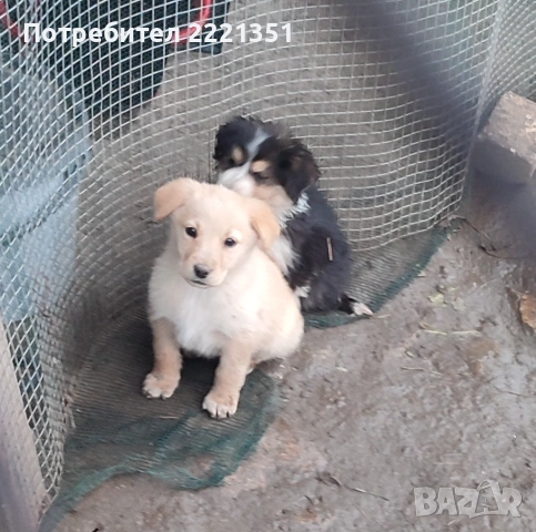 Подарявам кученца