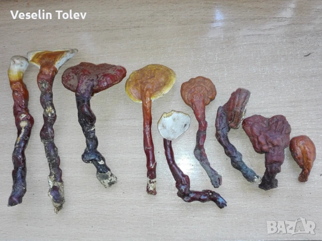 Сушени медицински гъби рейши, снимка 2 - Хранителни добавки - 51001554