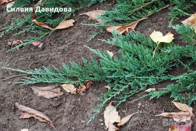 Юниперус , снимка 14 - Градински цветя и растения - 52770817