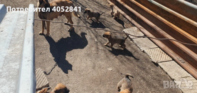 Белгийска овчарка, снимка 5 - Белгийска овчарка - 53830391