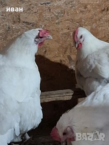 свободни 2 кокошки бяло брезе +1 петел сребърно брезе на 2 г.цената з а петела е 15 евро