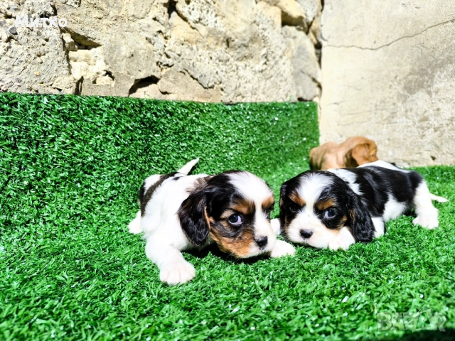 Кавалер Кинг Чарлз шпаньол , снимка 6 - Кавалер кинг чарлз шпаньол - 51169749