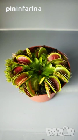 Уникален подарък за 8 март – хищни растения, които впечатляват!